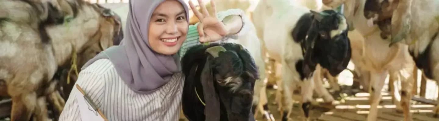 Ternak kambing, harga kambing, modal ternak kambing