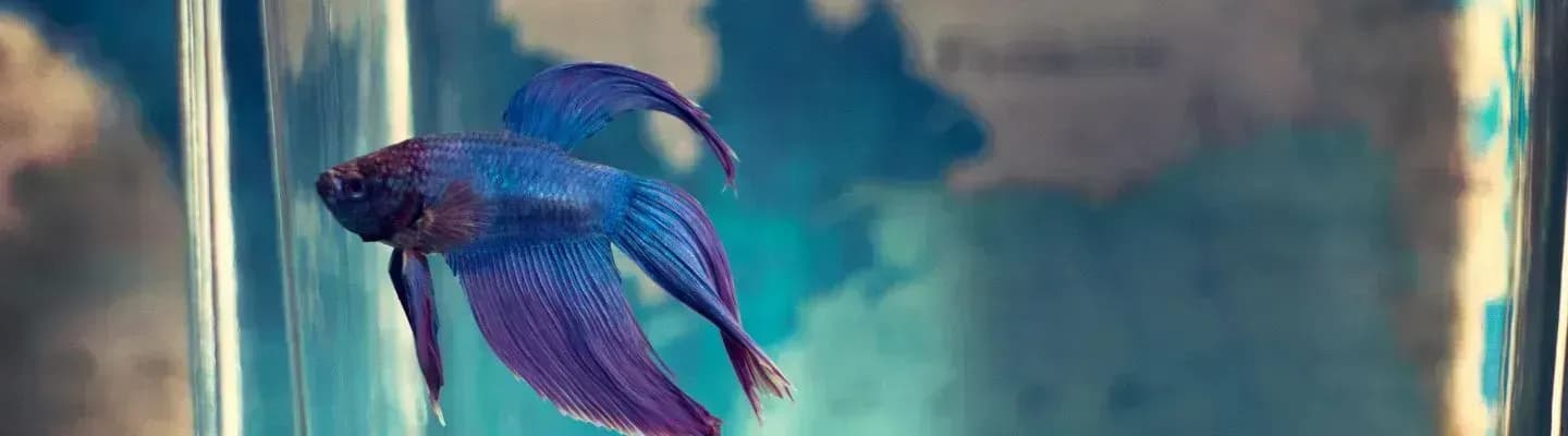 15 Jenis Ikan Cupang Termahal